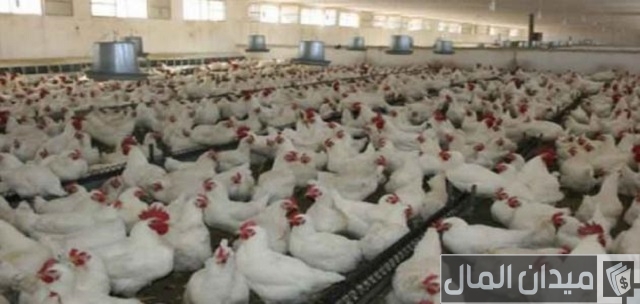 مشروع تربية الدواجن لونساج