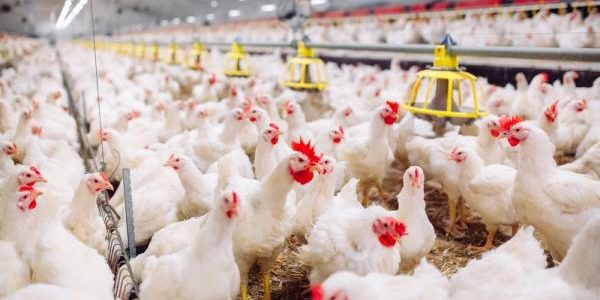 مشروع تربية الدواجن لونساج