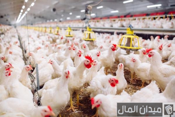 دراسة جدوى مشروع تربية الدواجن لونساج ومتطلباته