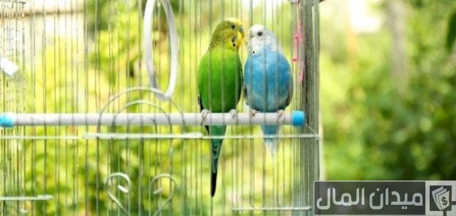 مشروع تربية الطيور في المنزل مشروع تربية الطيور في المنزل