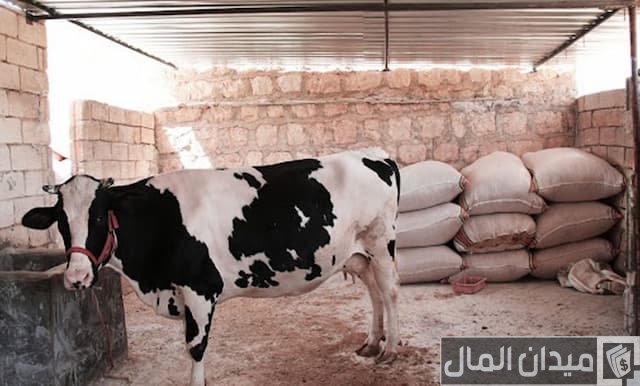 دراسة جدوى مشروع تربية المواشي وأرباح المشروع