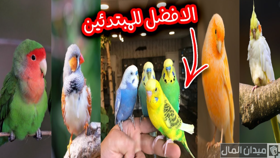 دراسة جدوى مشروع تربية عصافير الزينة في مصر وأرباحه الشهرية