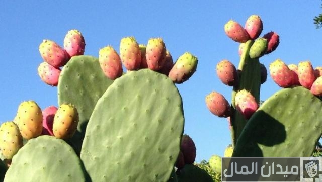 دراسة جدوى مشروع زراعة التين الشوكي في مصر وأرباح المشروع الشهرية