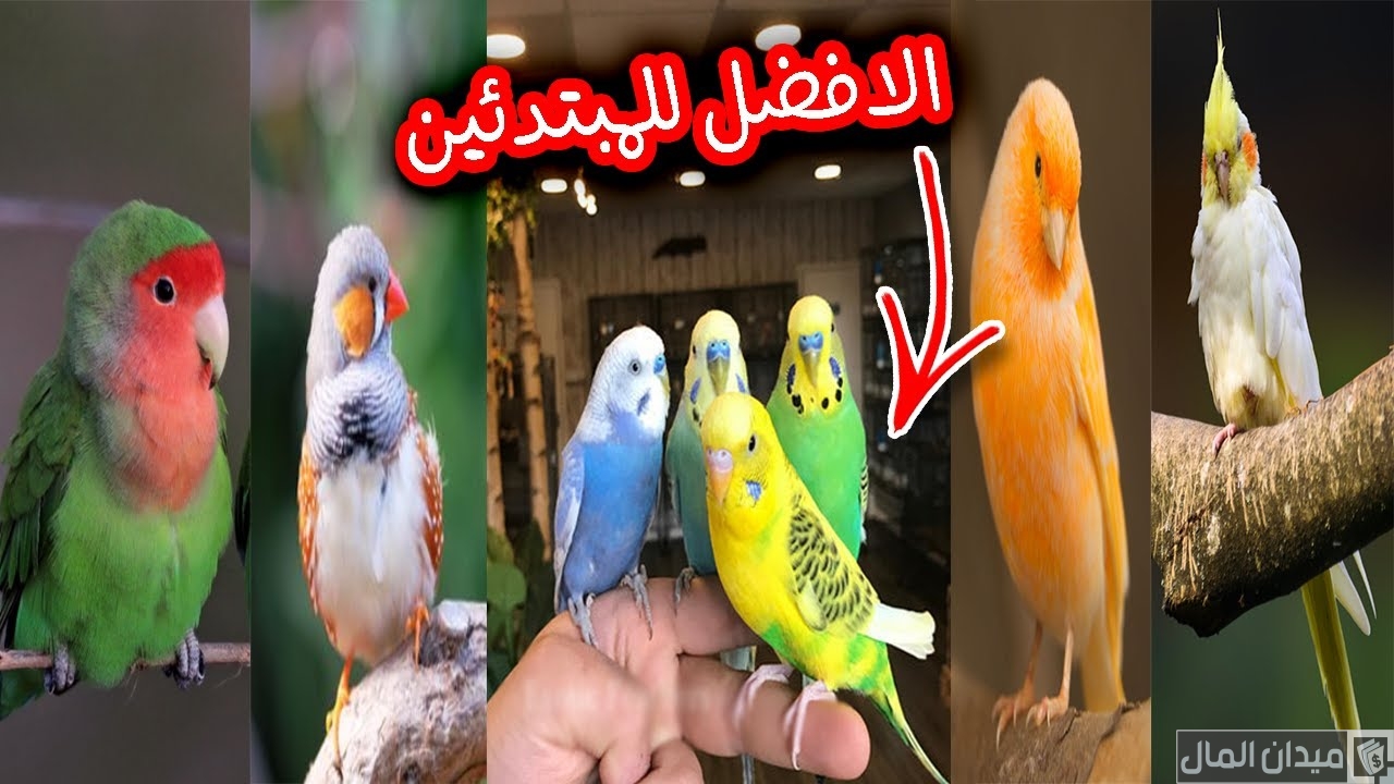 نصائح قبل بدء مشروع عصافير الزينة