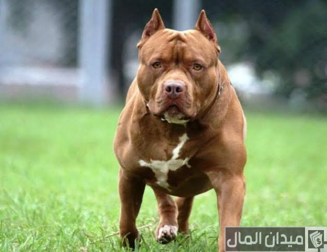 مميزات وعيوب كلاب البيتبول مميزات وعيوب كلاب البيتبول