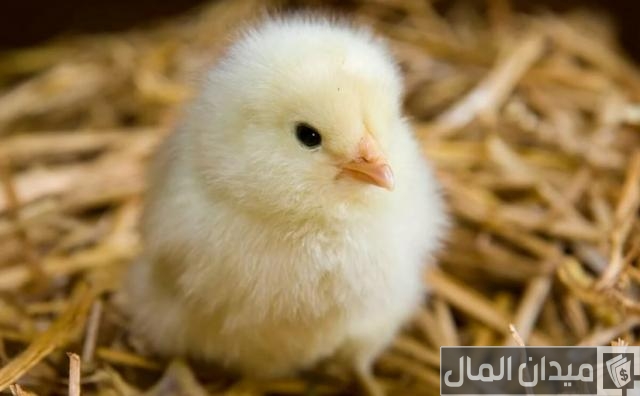 مواصفات كتكوت الكب الأبيض