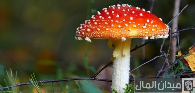 هل مشروع عيش الغراب فاشل هل مشروع عيش الغراب فاشل