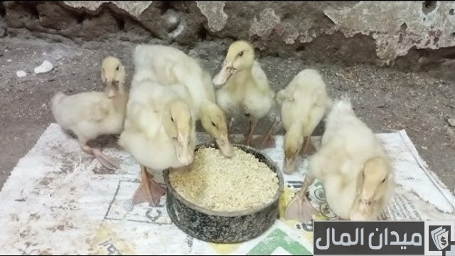 أحسن أنواع العلف للبط