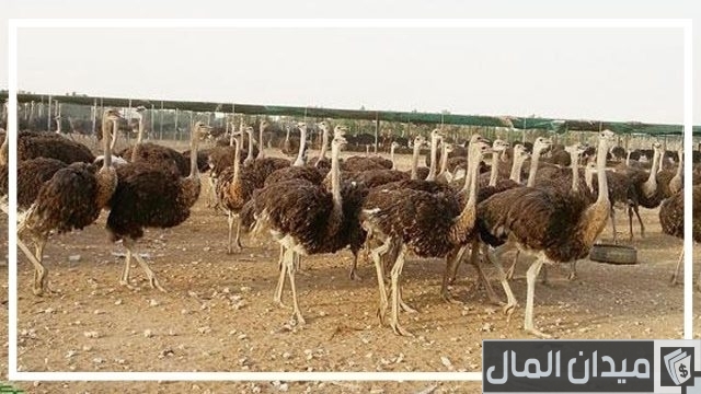 أرقام تليفونات مزارع النعام  أرقام تليفونات مزارع النعام