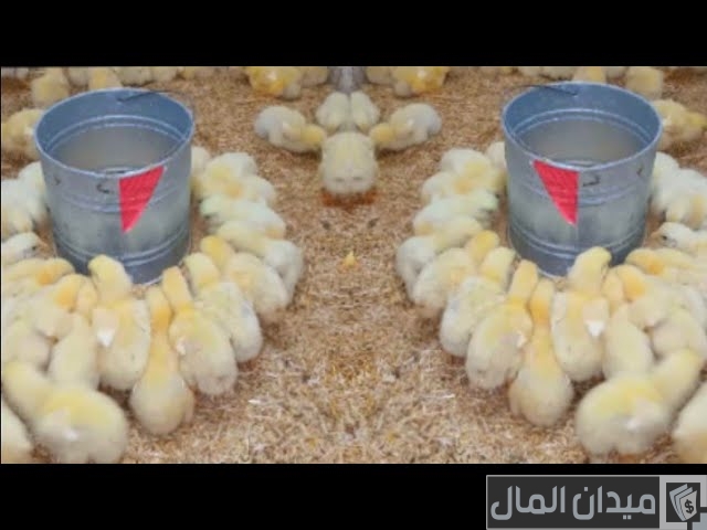 أسعار الفراخ و الكتاكيت أسعار الفراخ و الكتاكيت