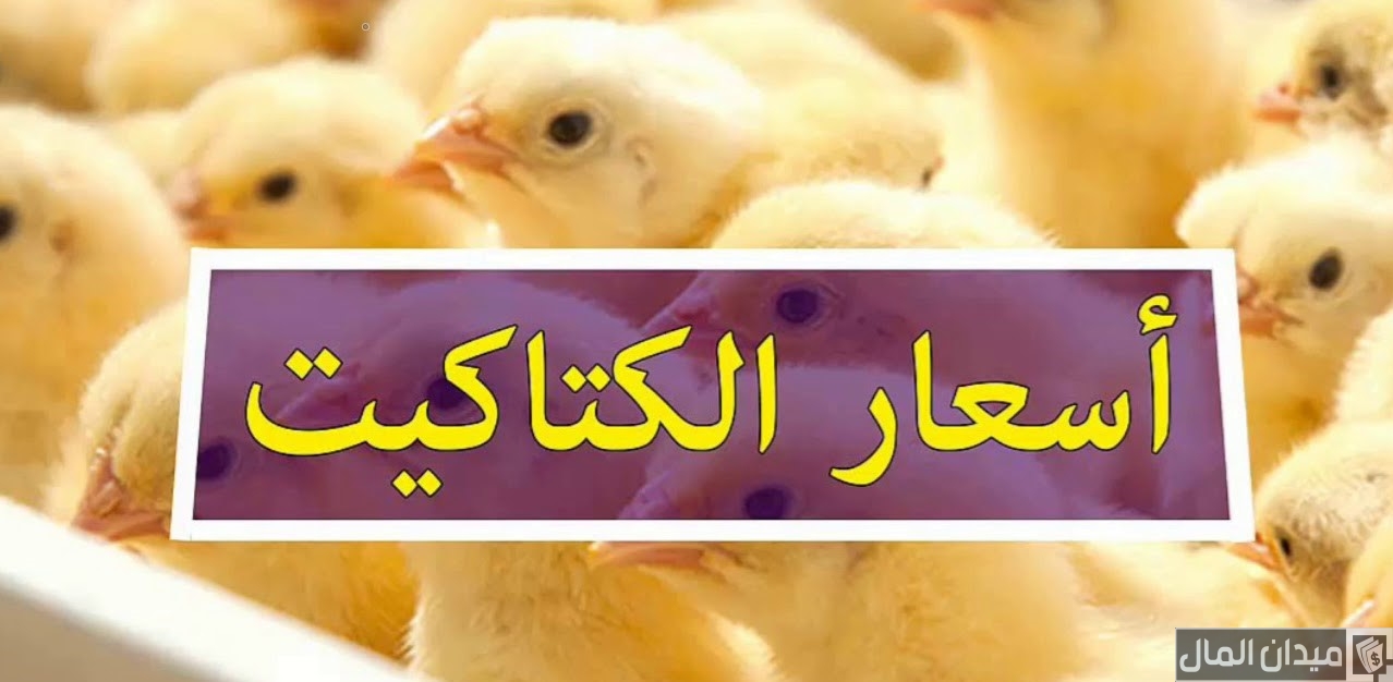 أسعار الفراخ و الكتاكيت البيضاء اليوم في مصر