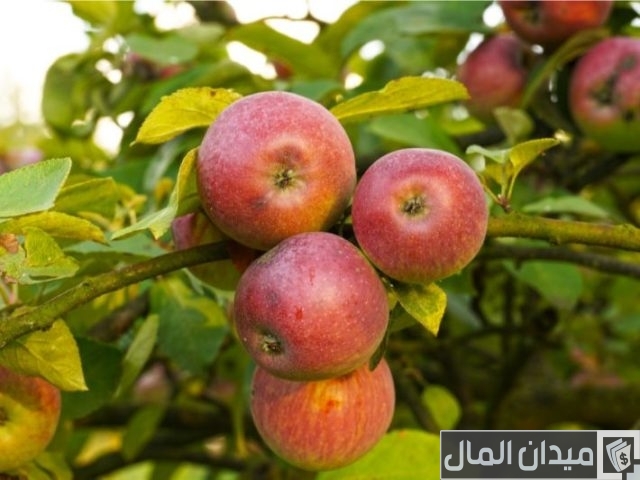 أشجار مثمرة دائمة الخضرة أشجار مثمرة دائمة الخضرة