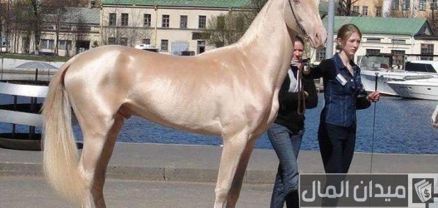 أغلى نوع حصان في العالم