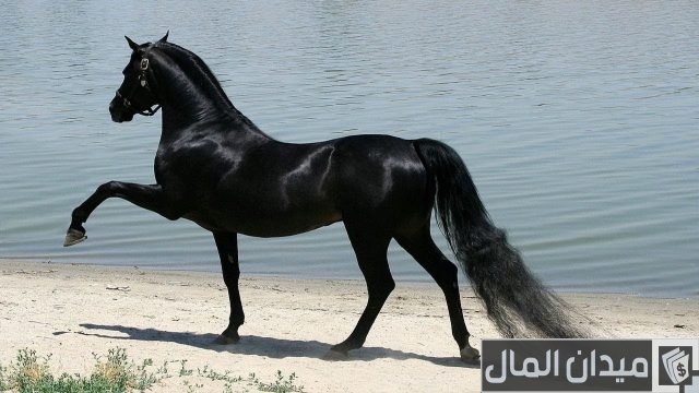 أغلى حصان في العالم أغلى حصان في العالم
