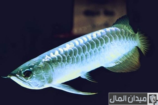 أغلى سمك في العالم أغلى سمك في العالم