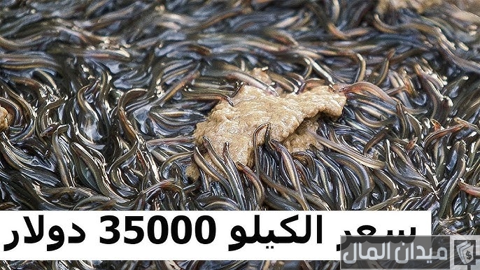 ما هو أغلى نوع سمك في العالم؟