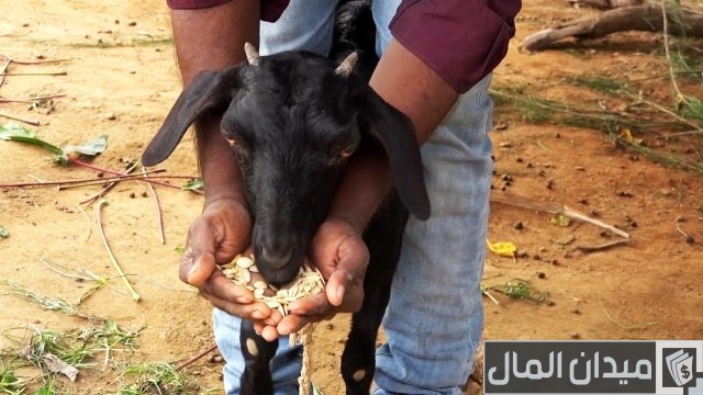 أفضل علاج للديدان عند الغنم أفضل علاج للديدان عند الغنم