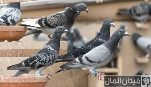 أفضل مضاد حيوي لعلاج السالمونيلا للحمام