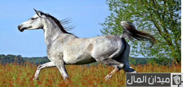 أنواع الخيول وأسمائها أنواع الخيول وأسمائها