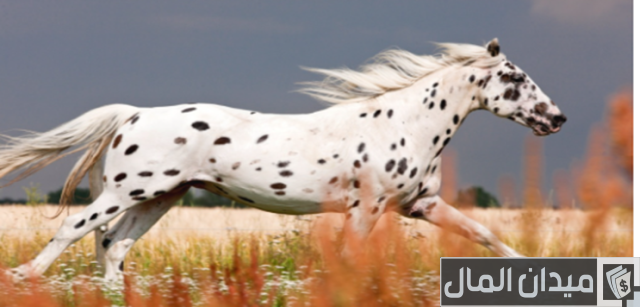 أنواع الخيول وأسمائها أنواع الخيول وأسمائها