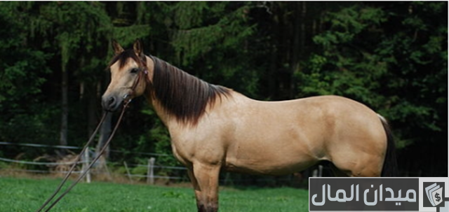 أنواع الخيول وأسمائها أنواع الخيول وأسمائها