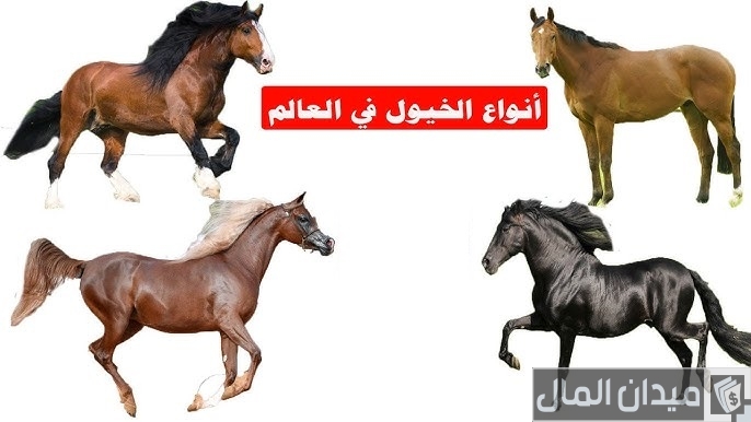 أنواع الخيول وأسمائها بالصور