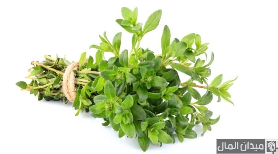 أنواع الزعتر