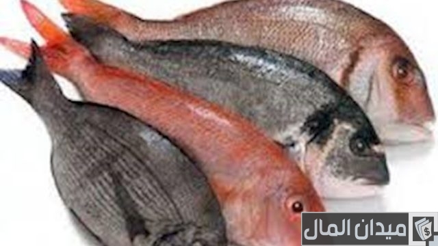 أنواع السمك في الكويت