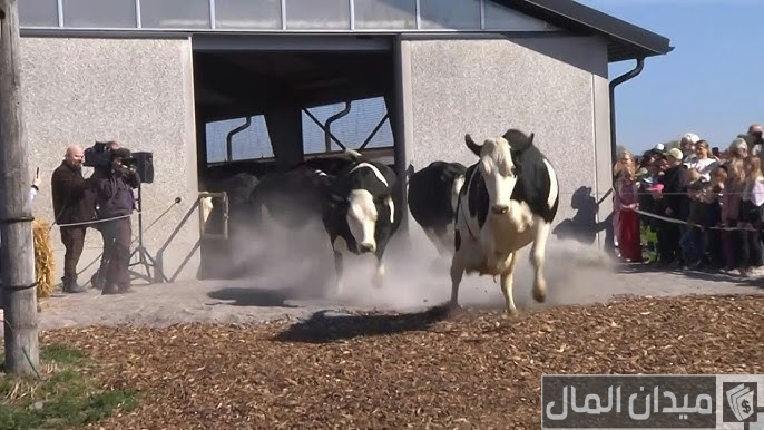 دراسة جدوى مشروع إنشاء مزرعة أبقار نموذجية وأرباحه الشهرية