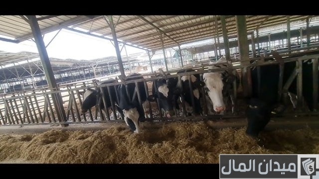 إنشاء مزرعة أبقار نموذجية إنشاء مزرعة أبقار نموذجية