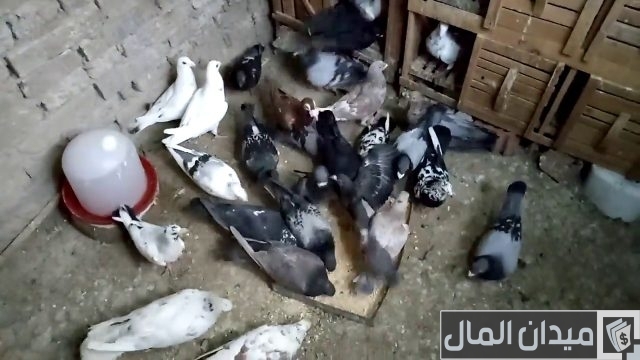 مخاطر تربية الحمام