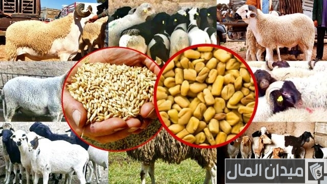 افضل الاعلاف لتسمين الأغنام افضل الاعلاف لتسمين الأغنام