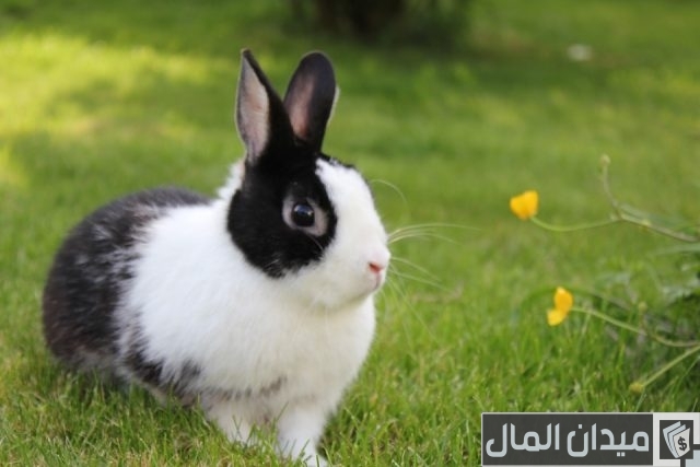 الأمراض الناتجة عن تربية الأرانب