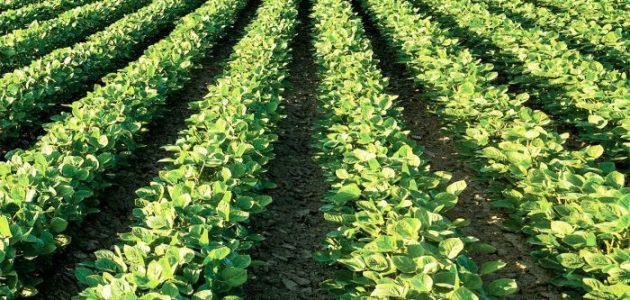 المنتجات الكويتية الزراعية والصناعية