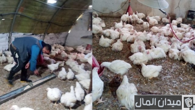 تجربتي في مشروع الدواجن