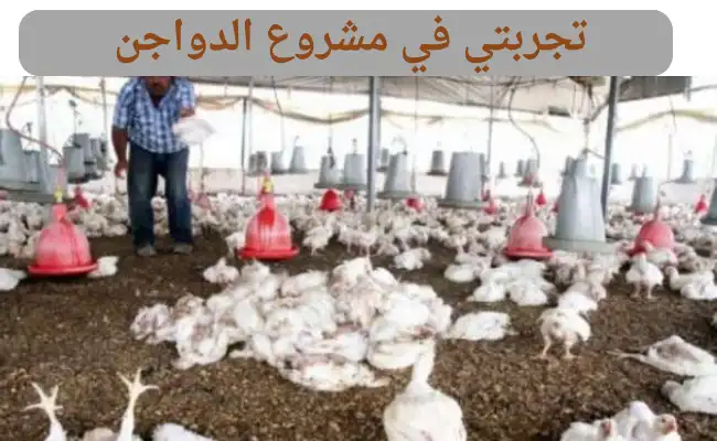تجربتي في مشروع الدواجن وأرباحه الشهرية
