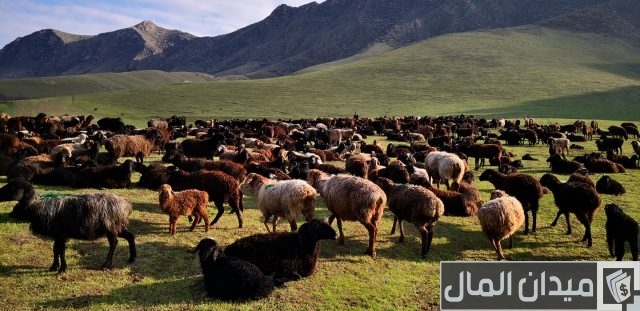 حقل تربية الأغنام في العراق