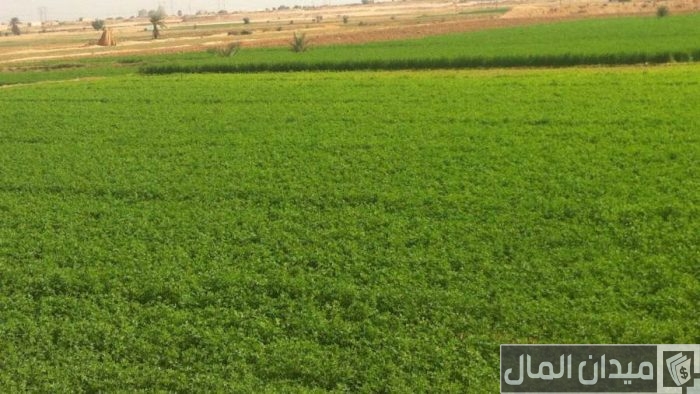 دراسة جدوى استصلاح 20 فدان وأرباح المشروع
