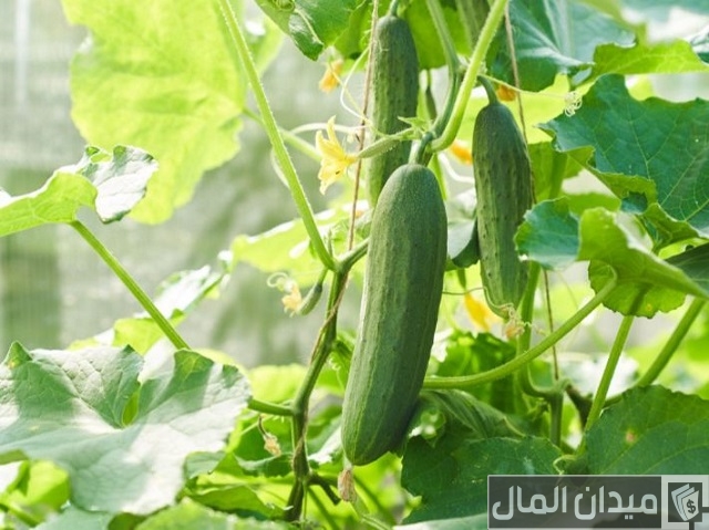 دراسة جدوى زراعة الخيار