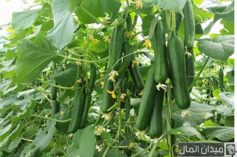 دراسة جدوى زراعة الخيار في البيوت المحمية وأرباح المشروع