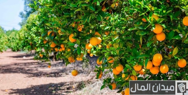 دراسة جدوى زراعة فدان ليمون