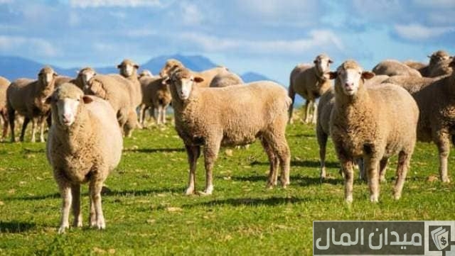 دراسة جدوى مشروع أغنام