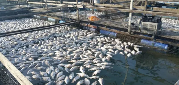 دراسة جدوى مشروع تربية الأسماك