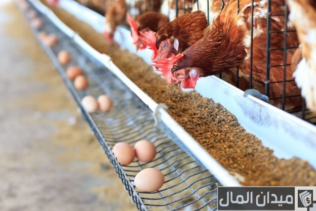 دراسة جدوى مشروع دواجن بياضة دراسة جدوى مشروع دواجن بياضة