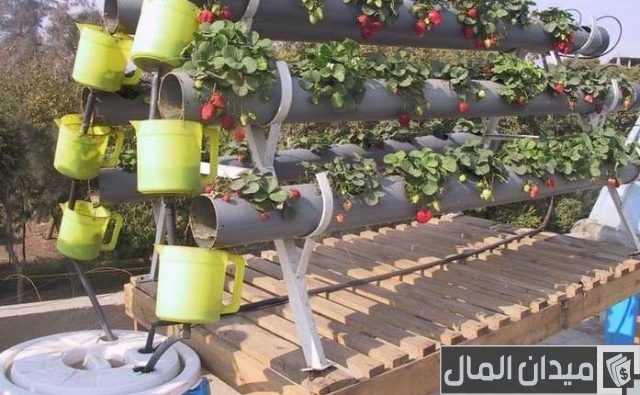 دراسة جدوى مشروع زراعة الأسطح