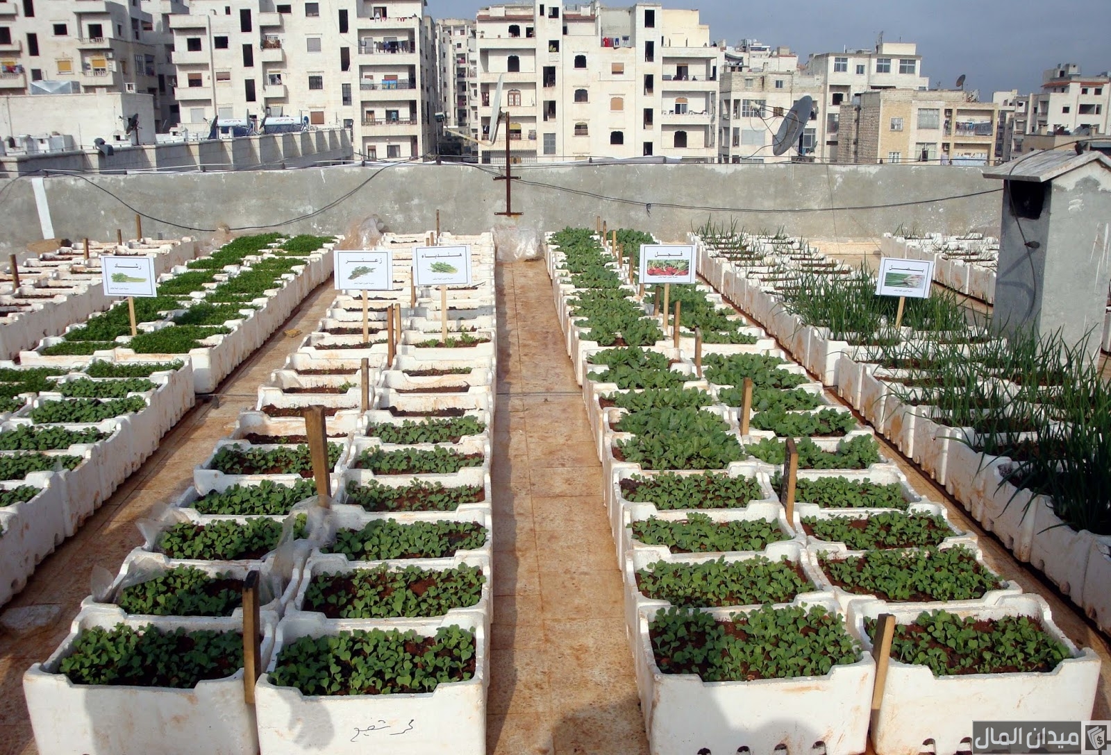 دراسة جدوى مشروع زراعة الأسطح