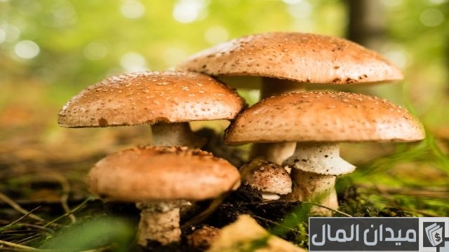 دراسة جدوى مشروع زراعة فطر عيش الغراب دراسة جدوى مشروع زراعة فطر عيش الغراب