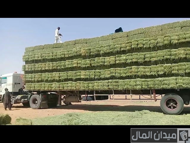 رايكم في تجارة البرسيم