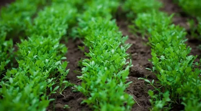 زراعة الجرجير في المنزل زراعة الجرجير في المنزل