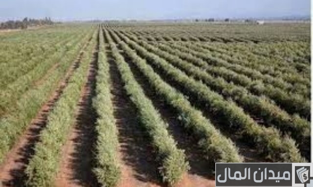 زراعة الزيتون في تونس زراعة الزيتون في تونس